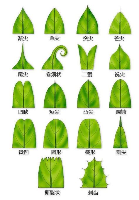 橘子葉子形狀|認識植物的各種葉子型態：揭開植物形態學的奧秘